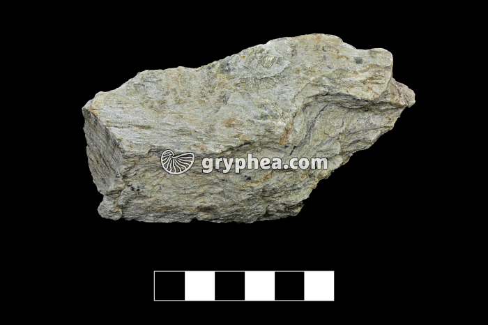 Schiste à chlorite - échantillon - gryphea.com